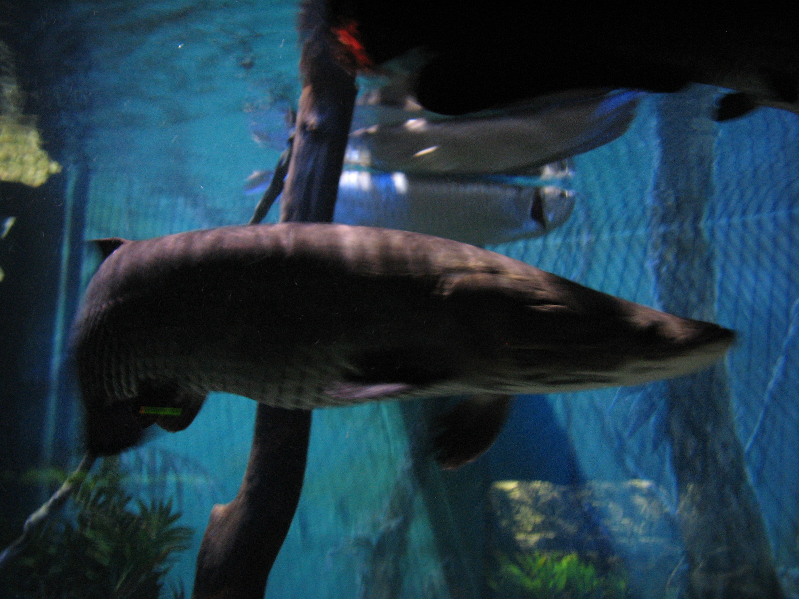 Journey to South America - Arapaima