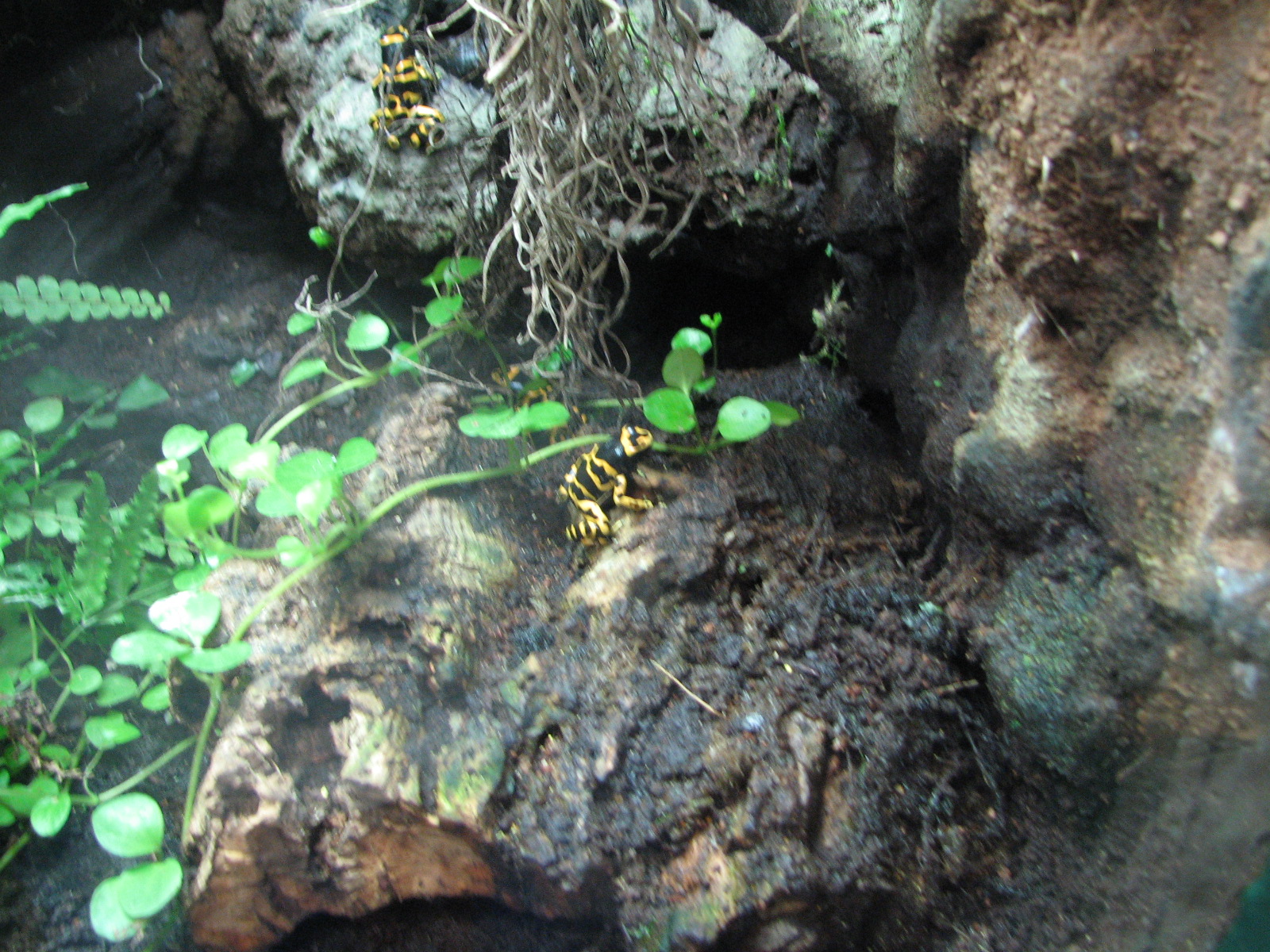 Journey to South America - Bumblebee Poison Frog