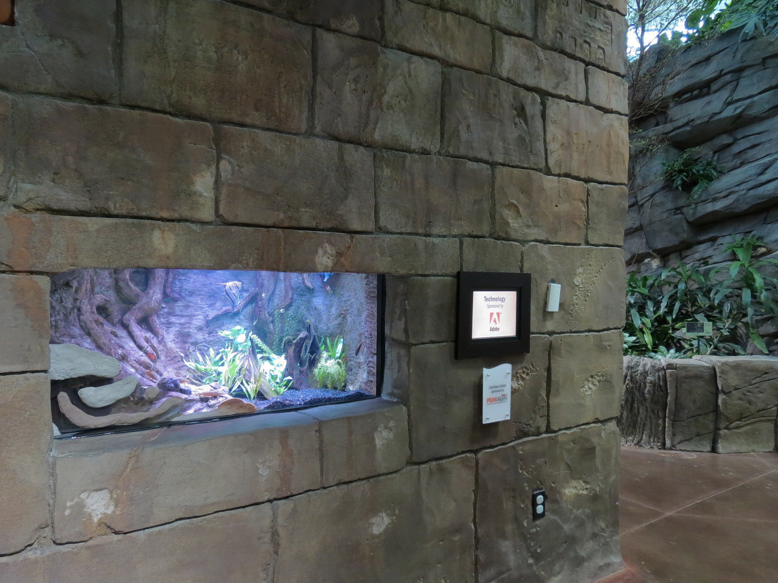 Journey To South America - Caecilian and Others Exhibit