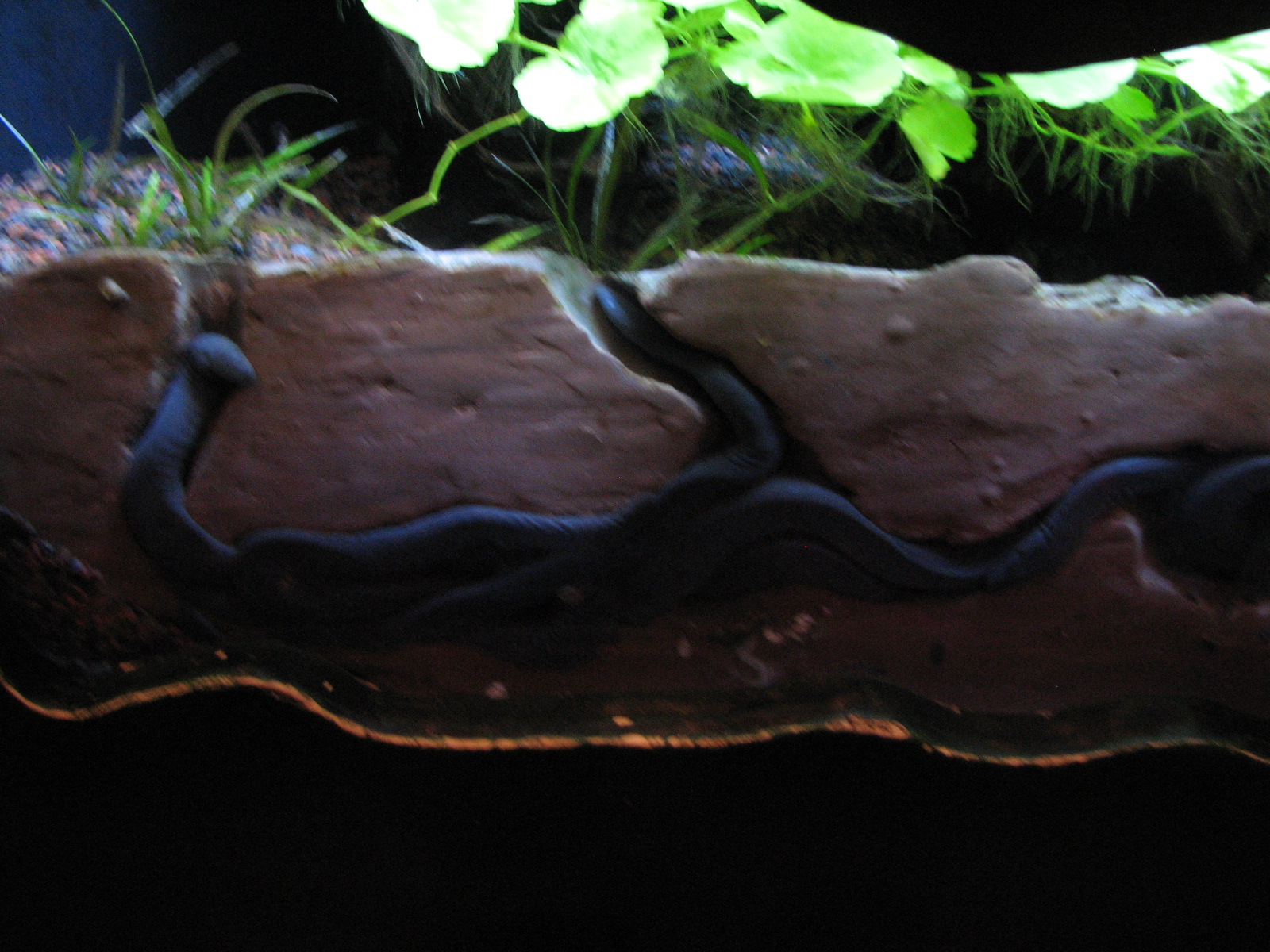 Journey to South America - Caecilians