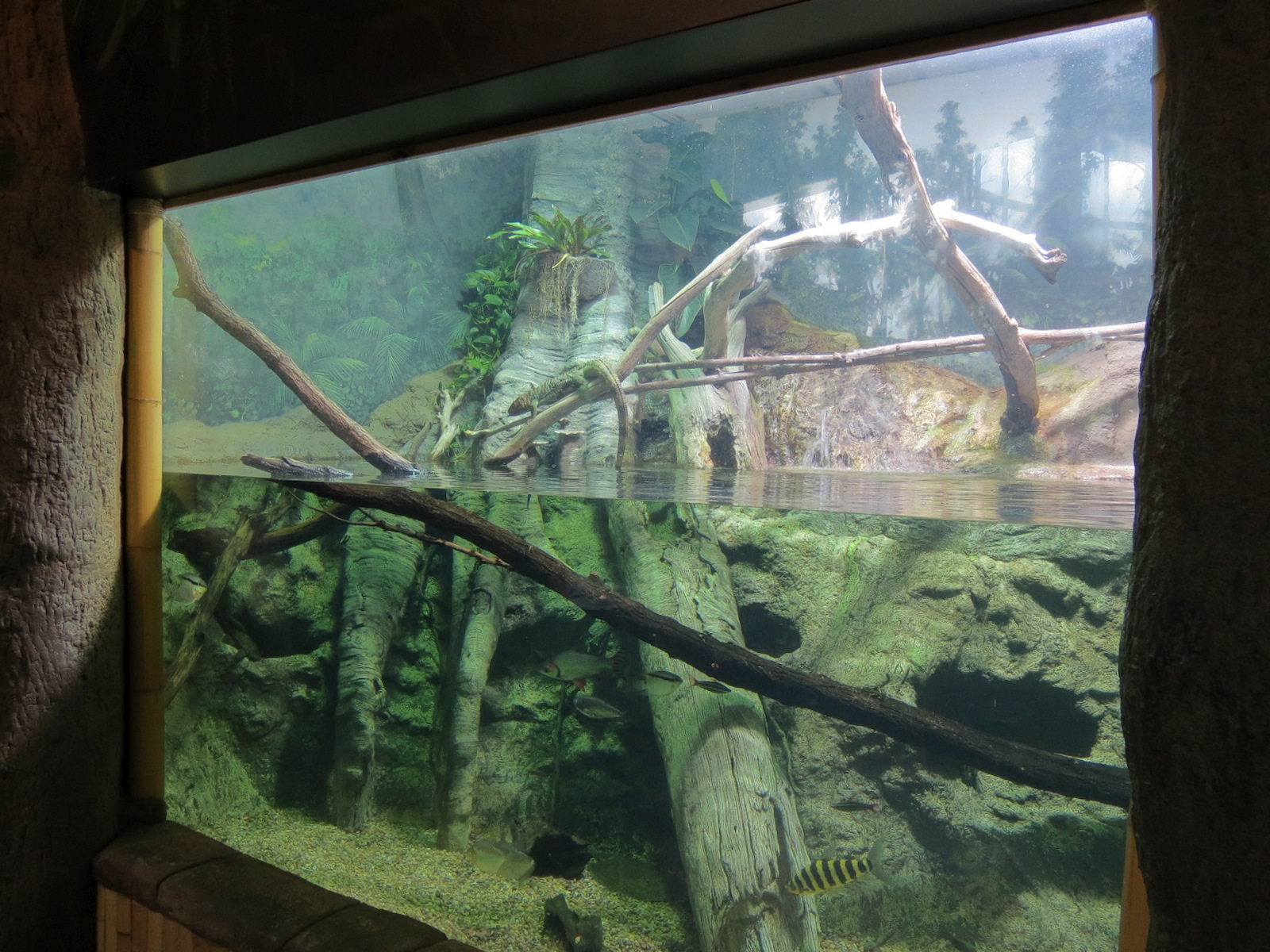 Journey To South America - Caiman Lizard and Others Exhibit