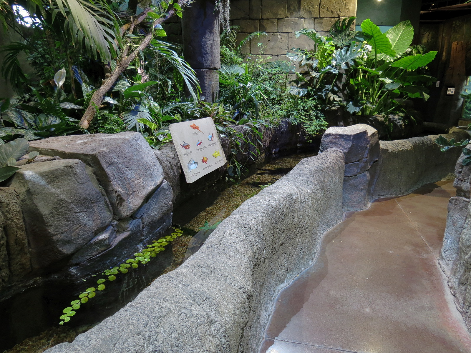 Journey To South America - Cardinal Tetra and Others Exhibit