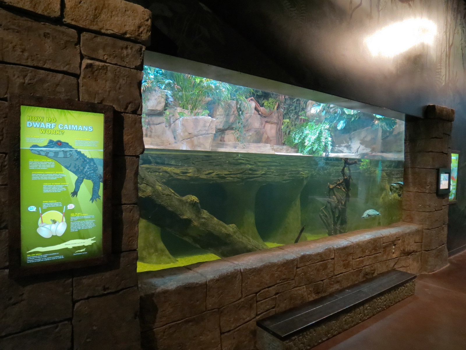 Journey To South America - Cuviers Dwarf Caiman and Others Exhibit