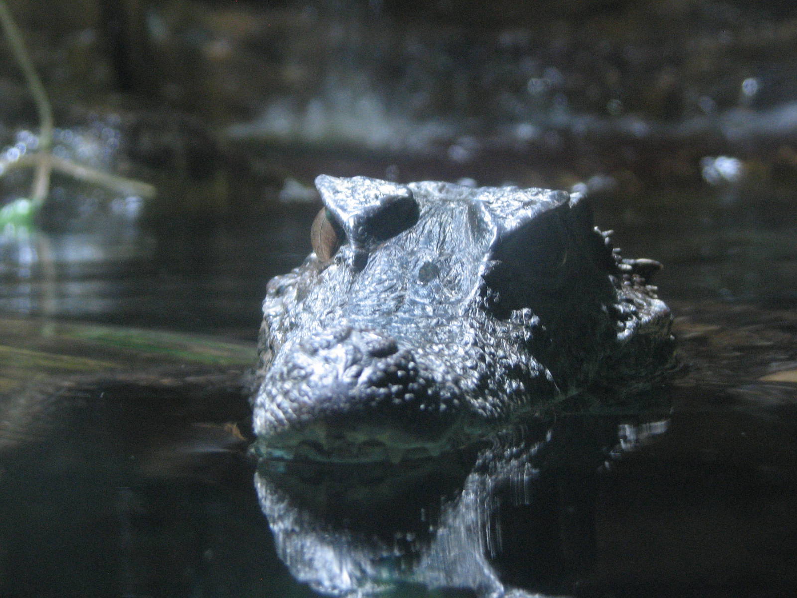 Journey to South America - Cuviers Dwarf Caiman