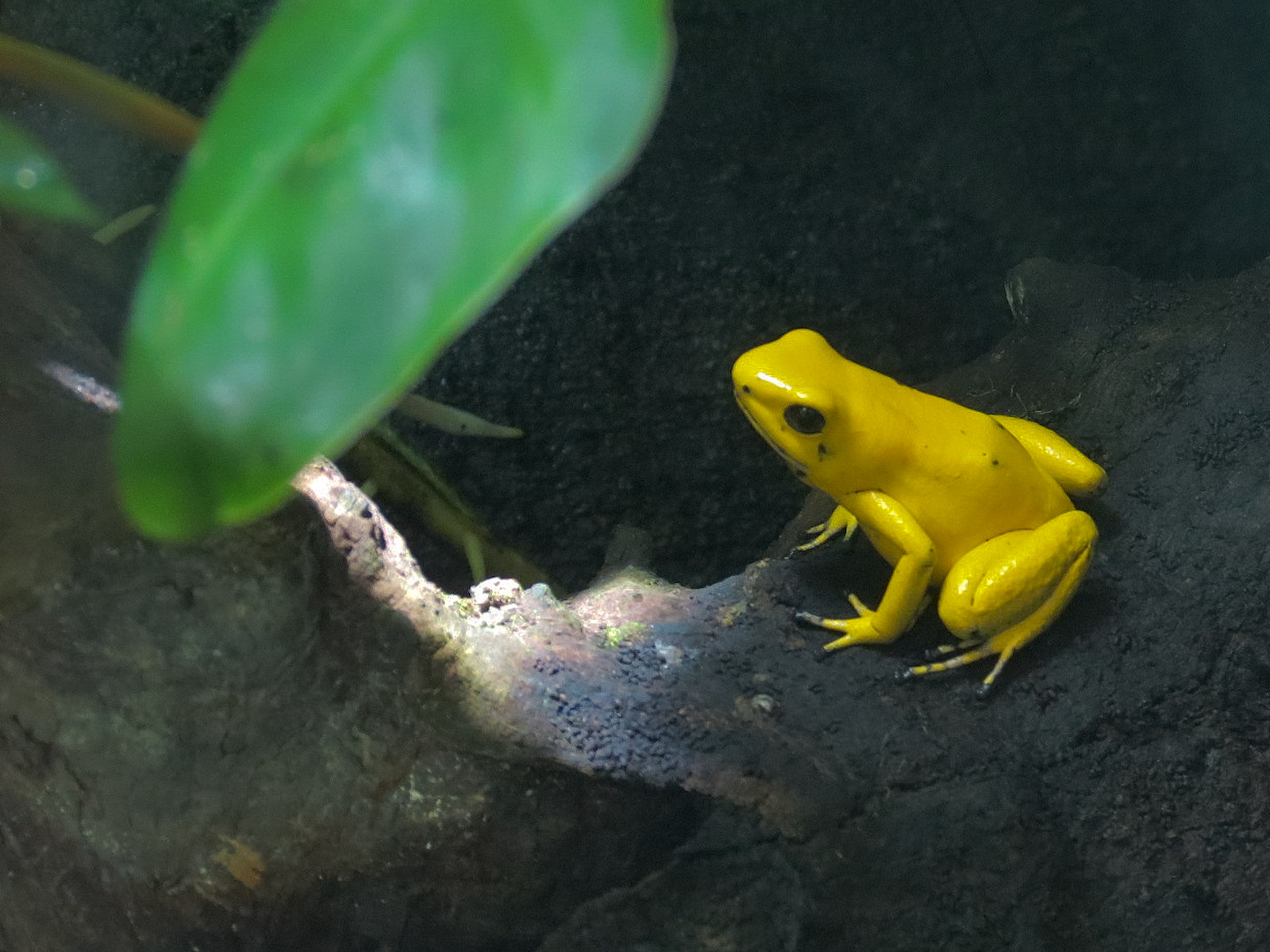 Journey To South America - Dart Frog Exhibit - Golden Poison Dart Frog