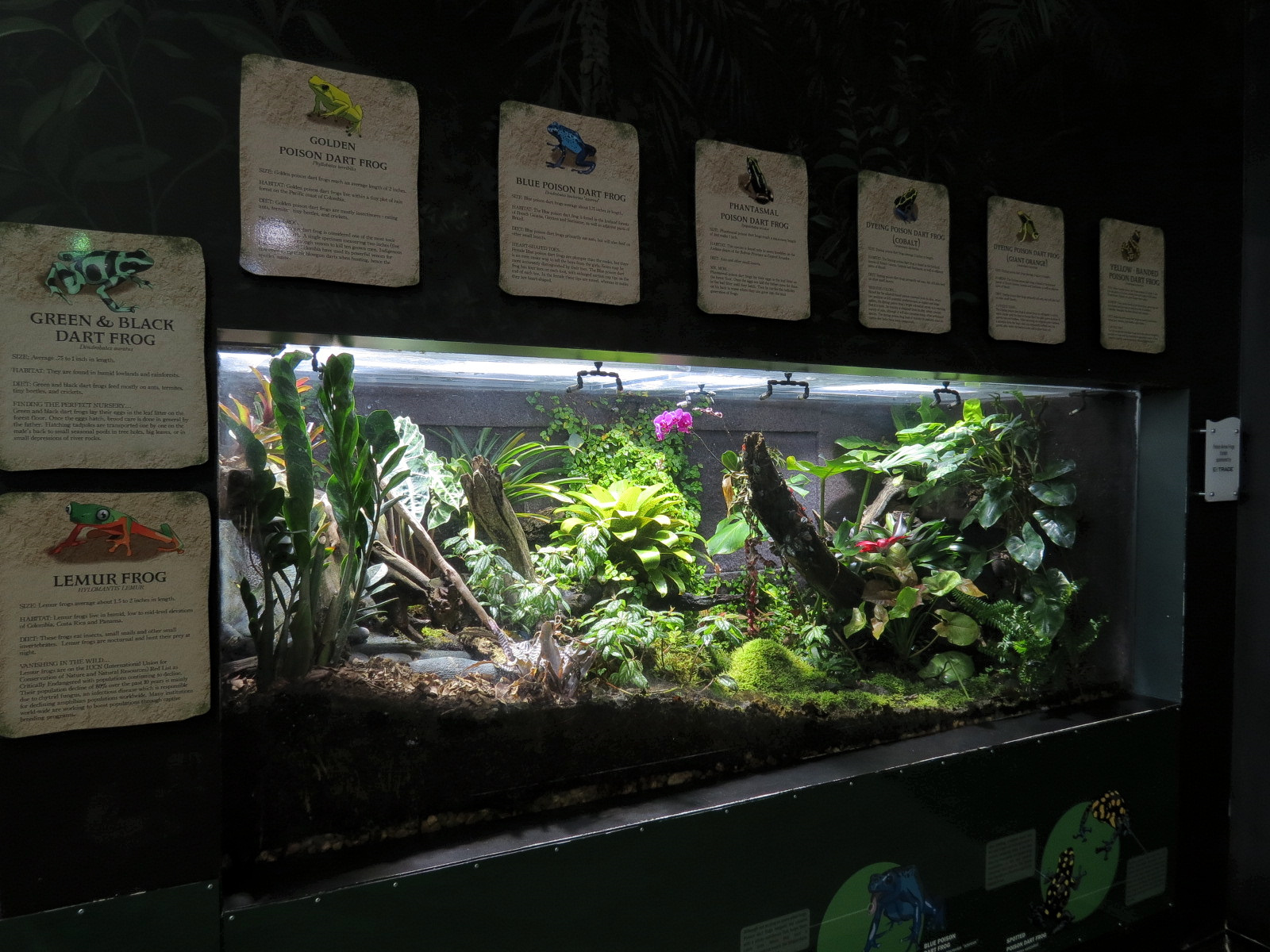 Journey To South America - Dart Frog Exhibit