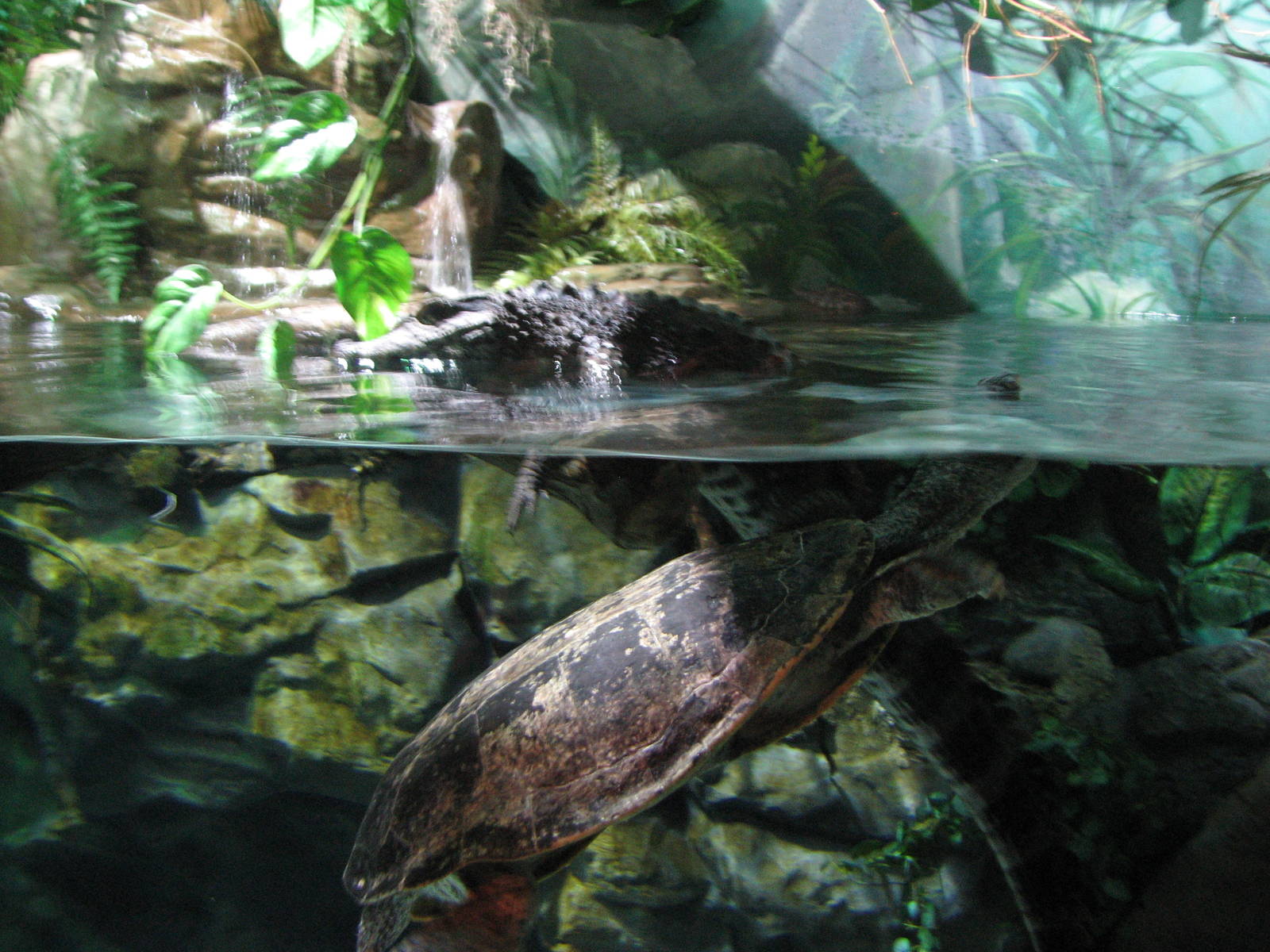 Journey to South America - Dwarf Caiman and Side-Necked Turtle