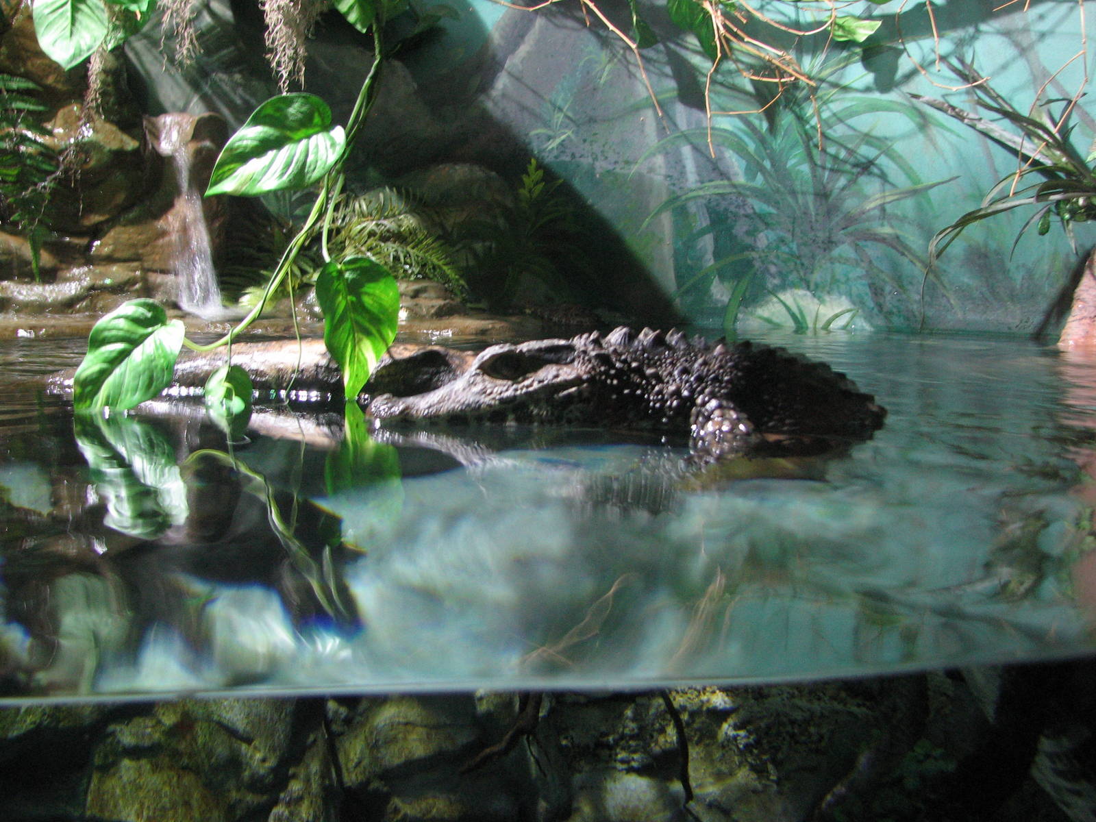 Journey to South America - Dwarf Caiman