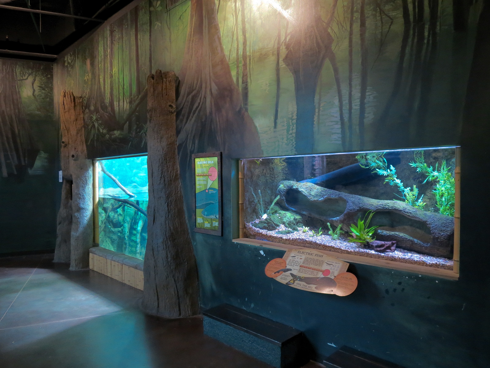 Journey To South America - Electric Eel Exhibit (Right) and Caiman Lizard a