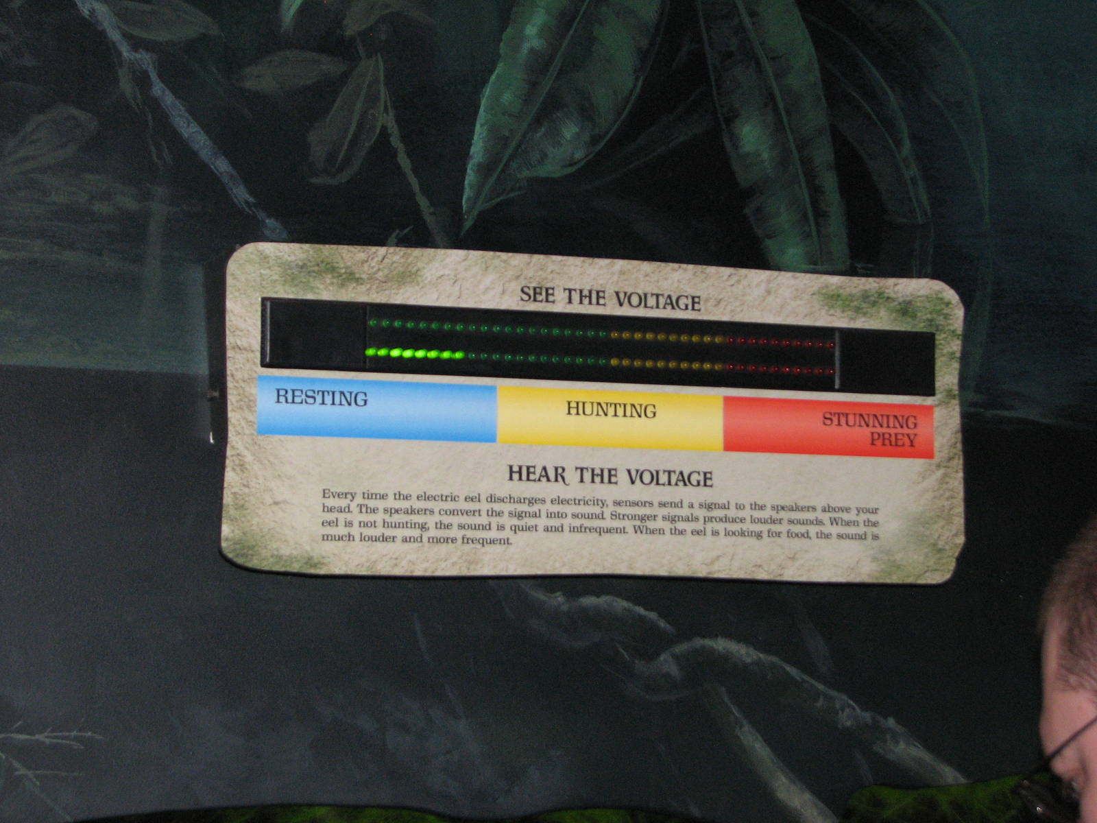 Journey to South America - Electric Eel Interpretive Display