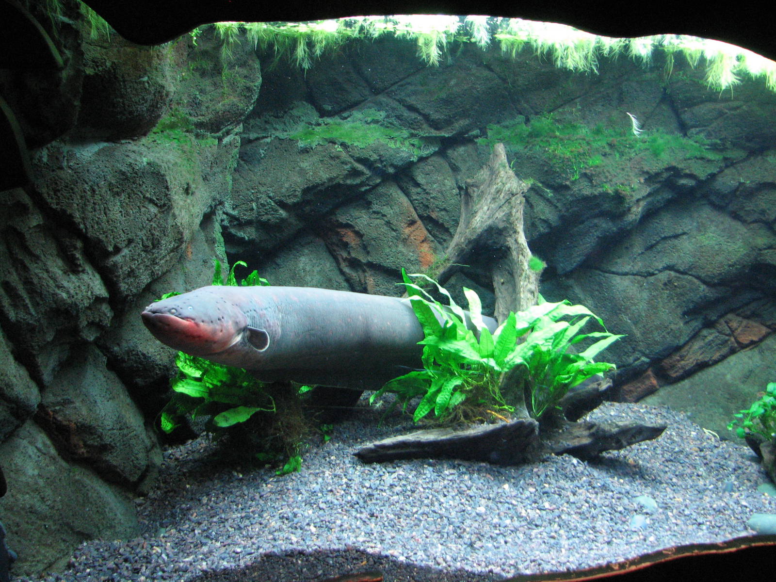 Journey to South America - Electric Eel