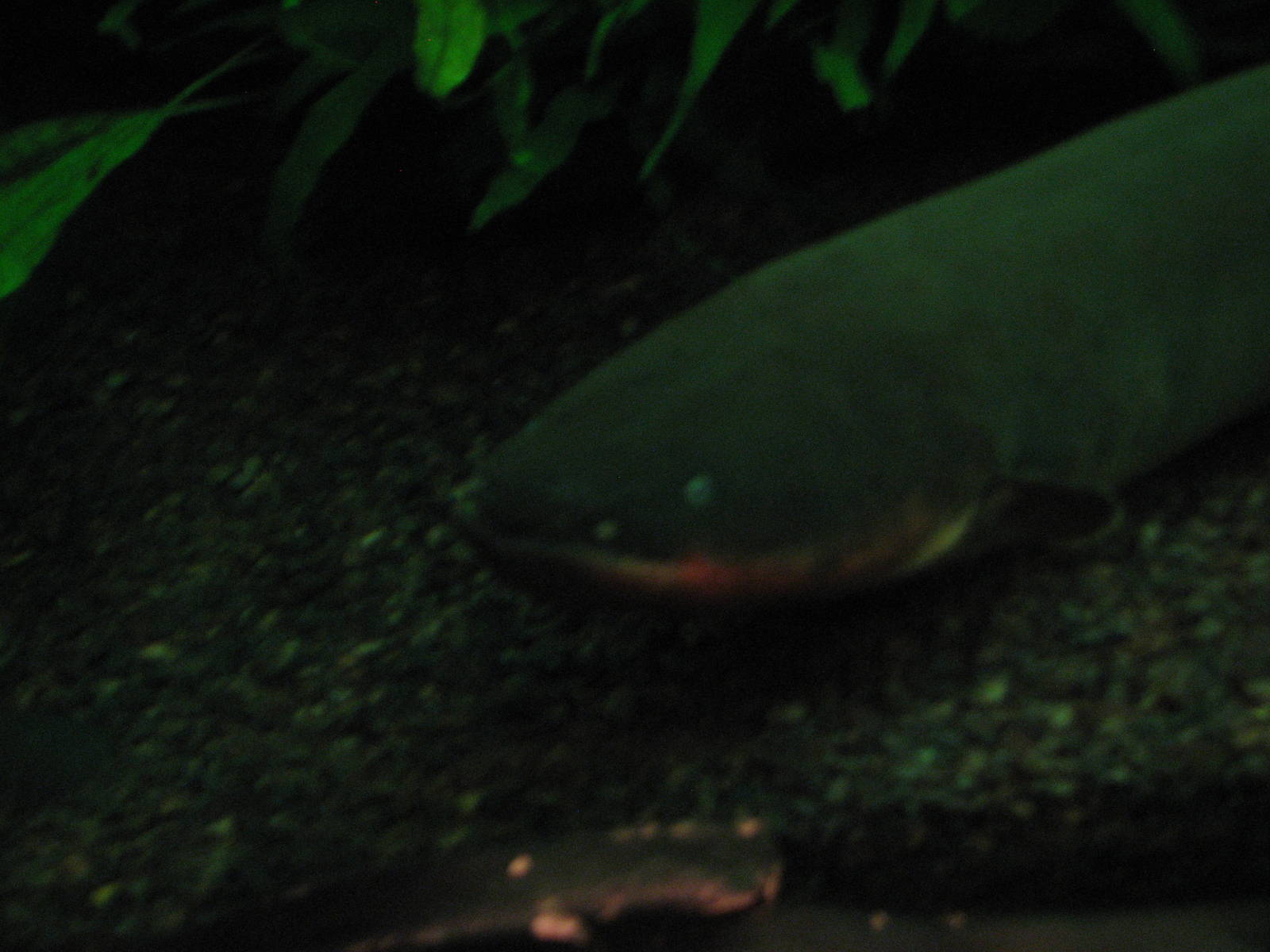 Journey to South America - Electric Eel