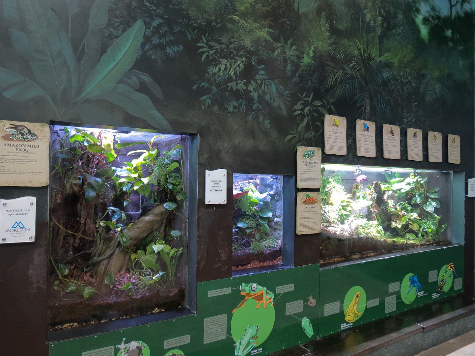 Journey To South America - Frog Exhibits