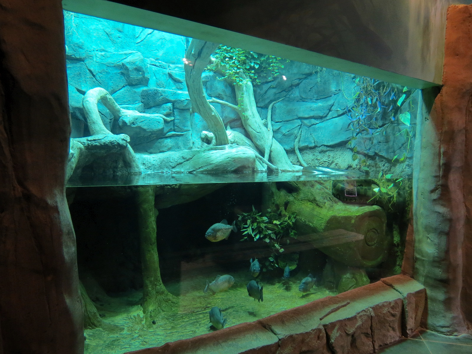 Journey To South America - Green Anaconda and Red Bellied Piranha Exhibit