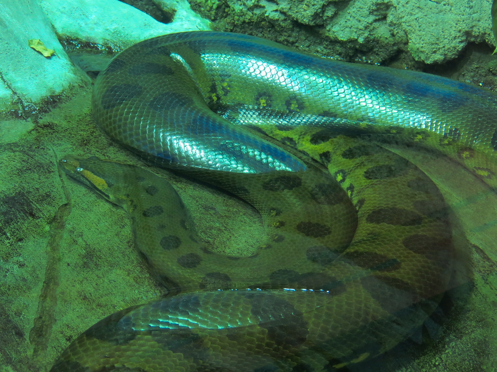 Journey To South America - Green Anaconda and Red Bellied Piranha Exhibit