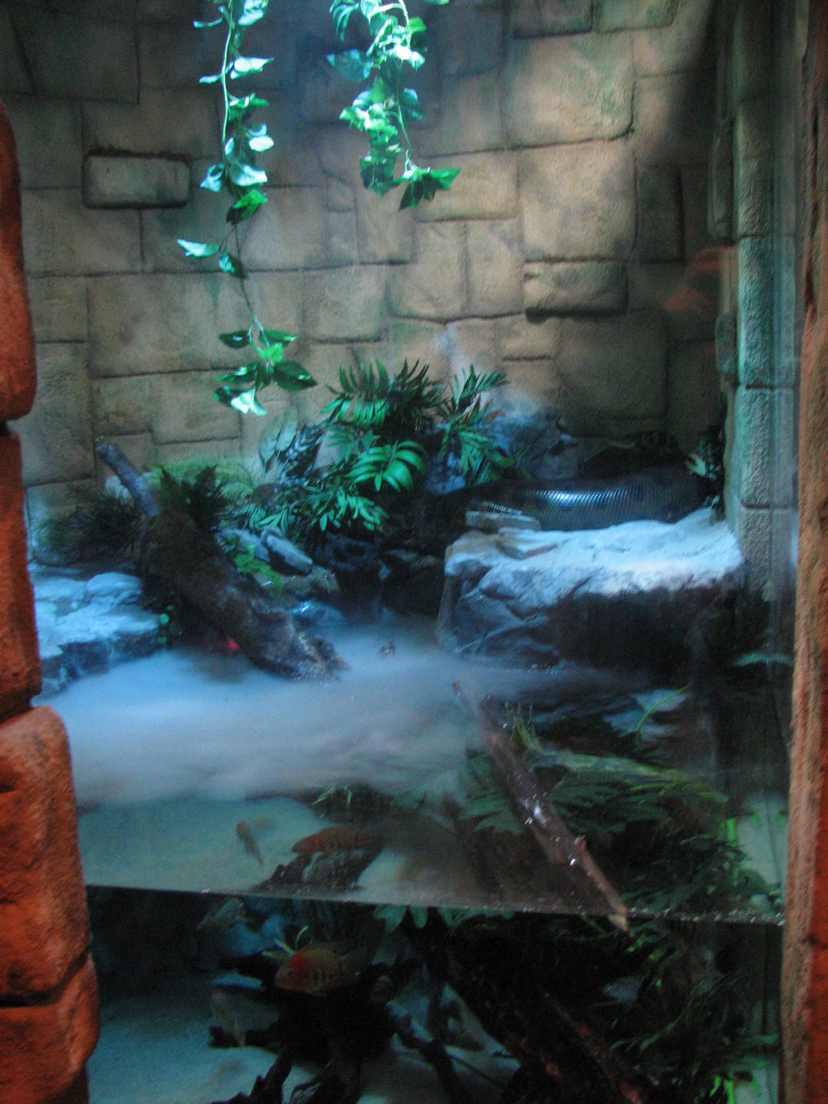 Journey to South America - Green Anaconda Exhibit