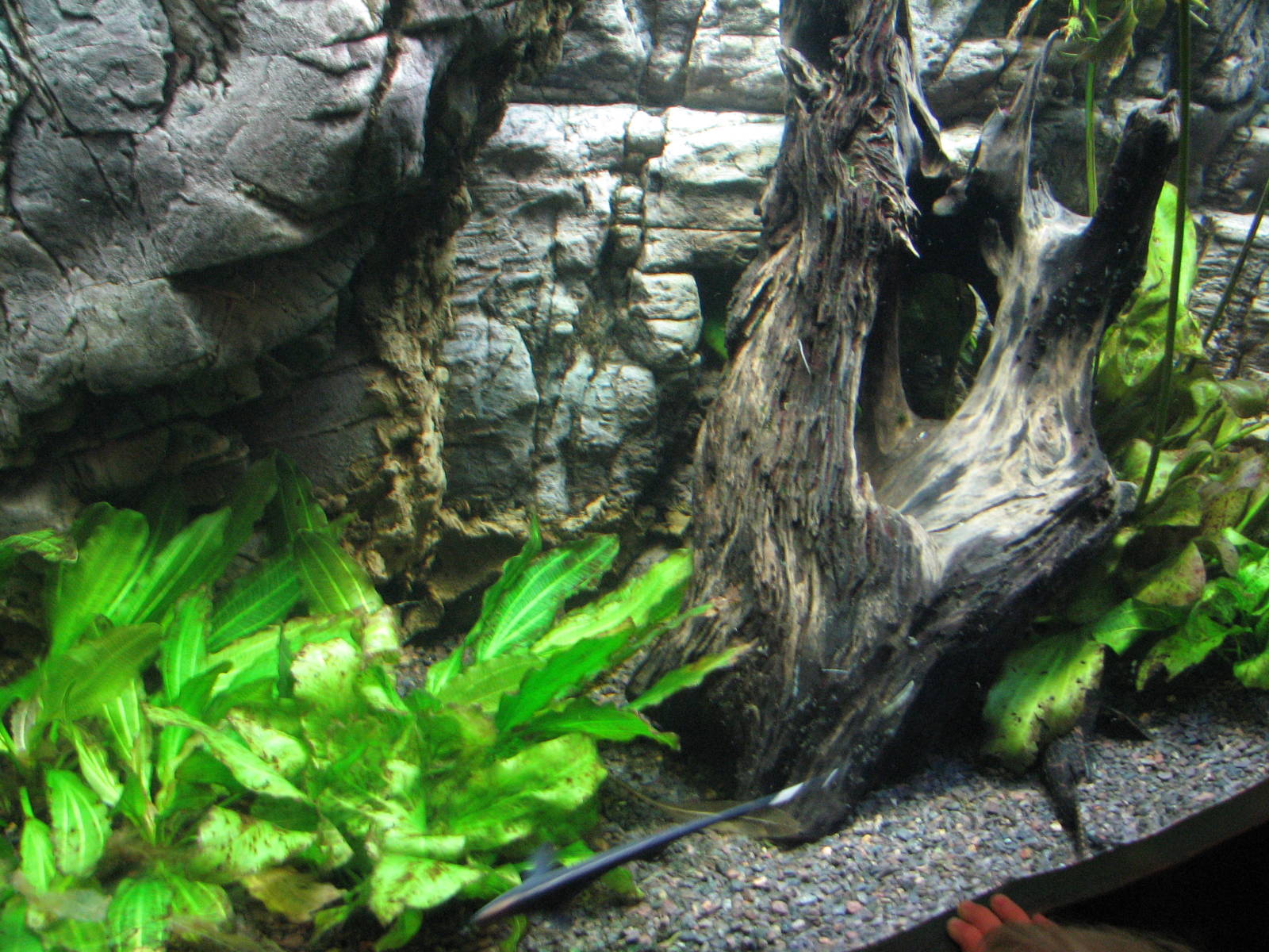 Journey to South America - Knifefish