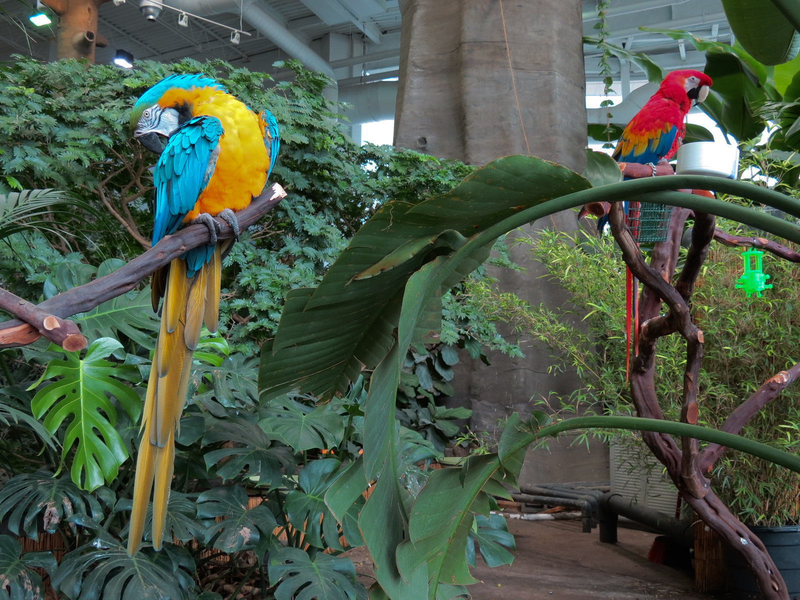 Journey To South America - Macaw Perches