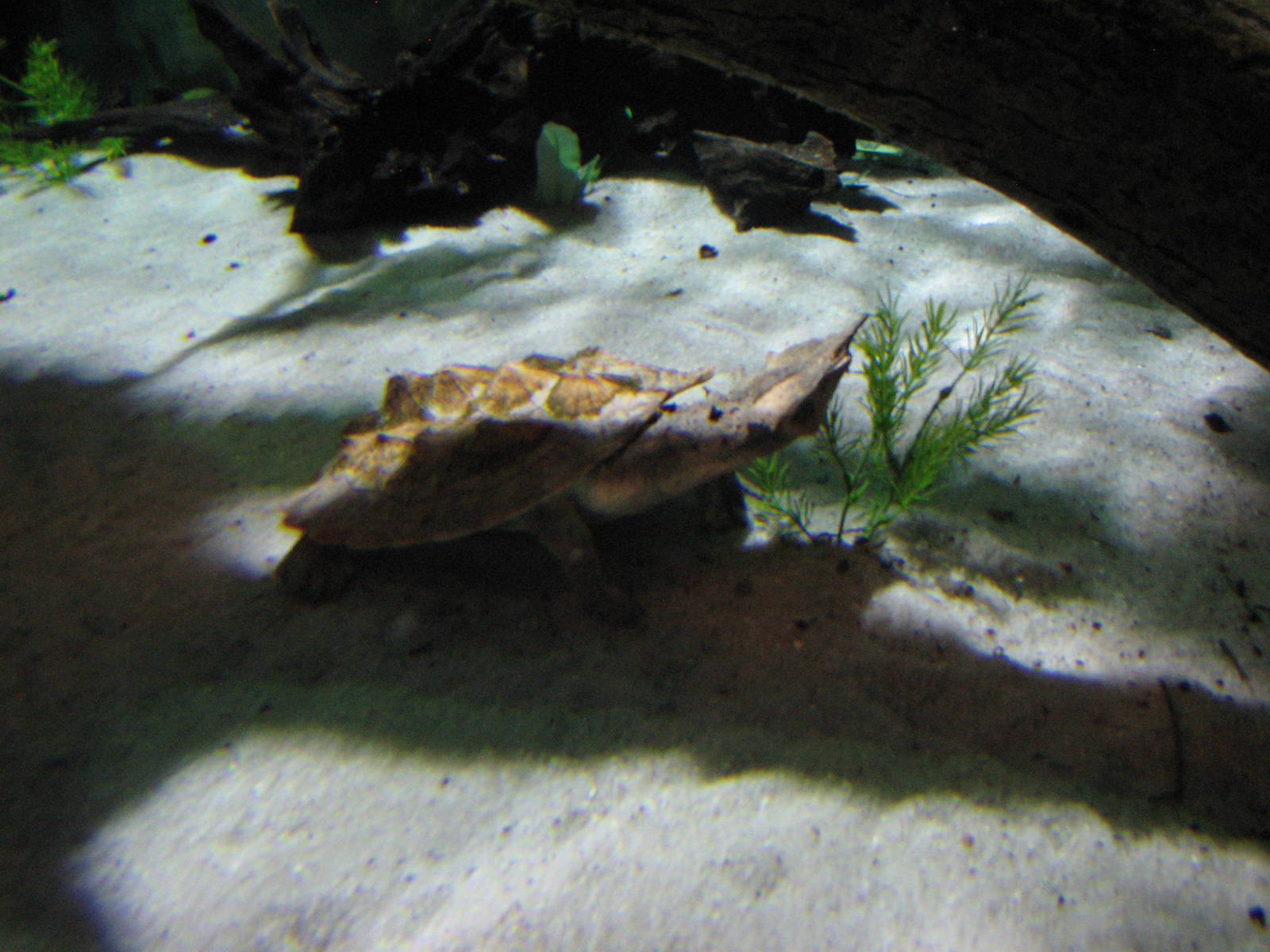 Journey to South America - Matamata Turtle