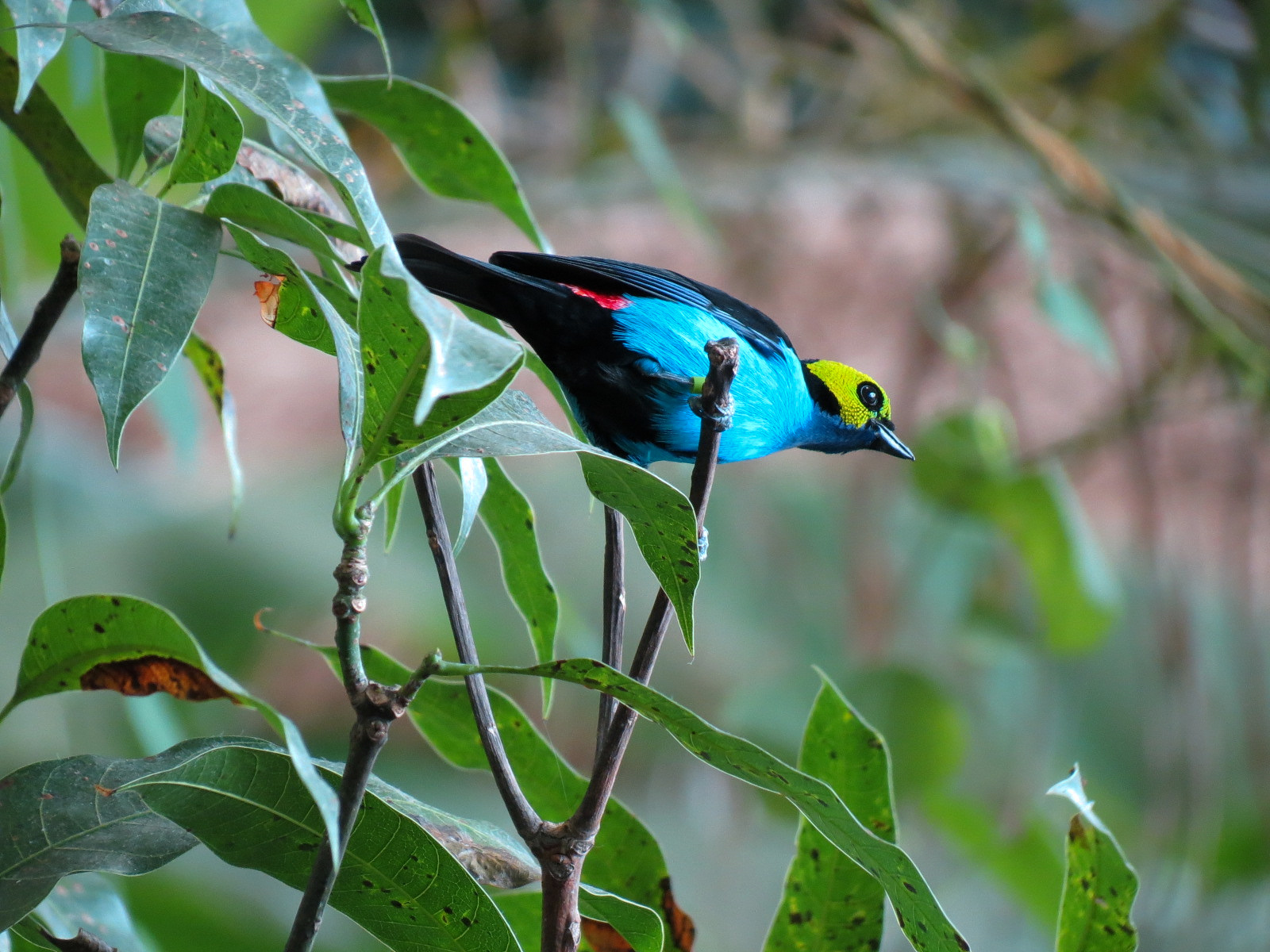 Journey To South America - Paradise Tanager (free-flying in interior)