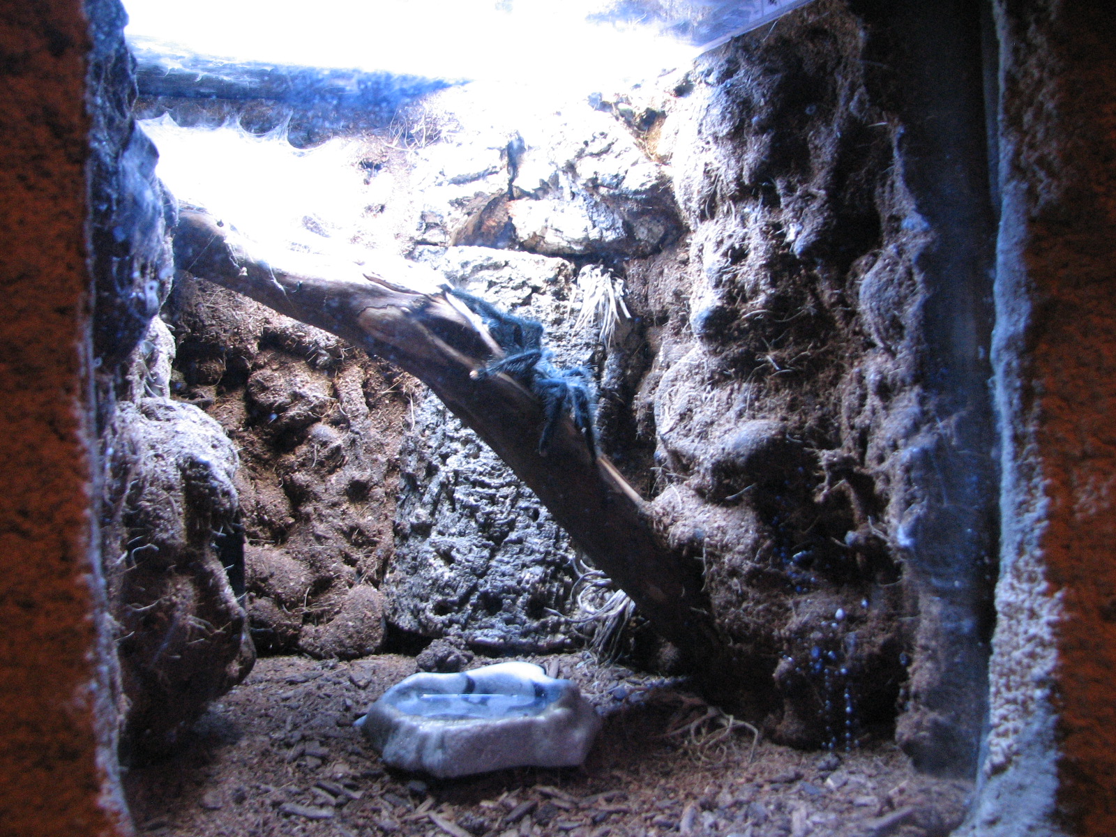 Journey to South America - Pink Toed Tarantula