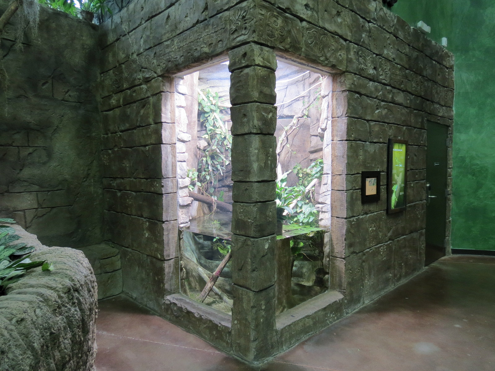 Journey To South America - Plumed Basilisk Exhibit