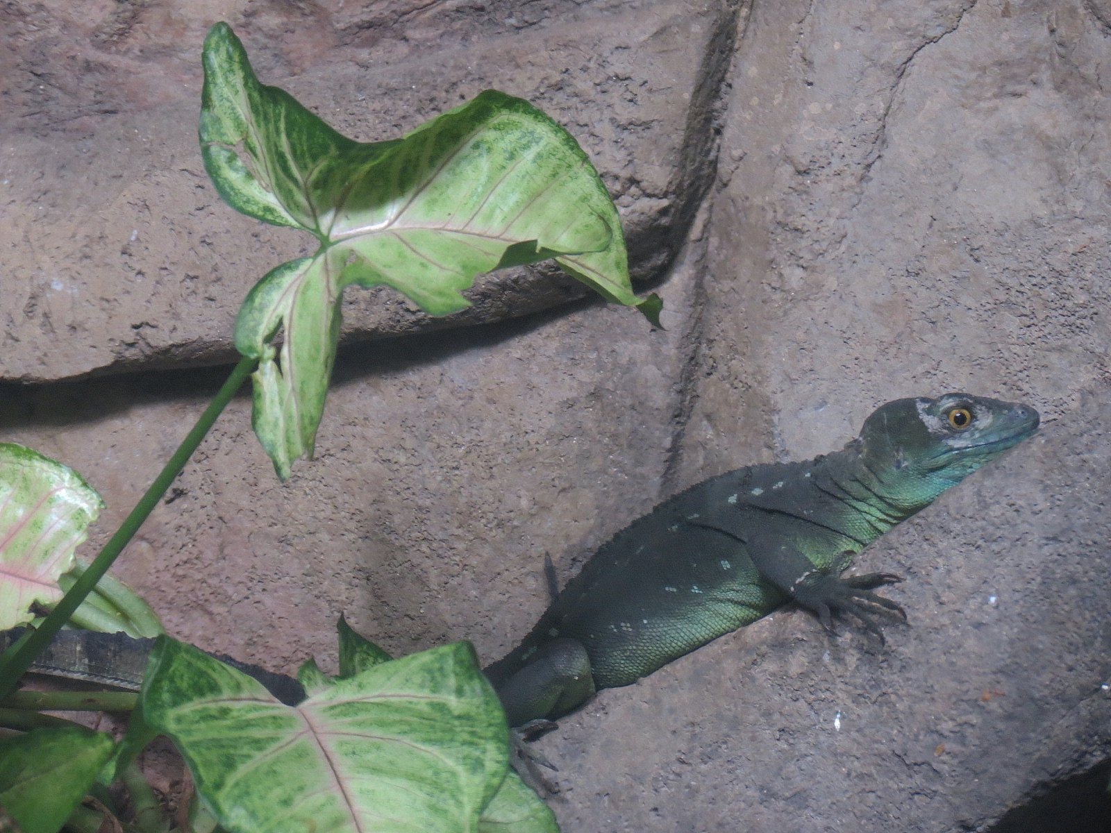 Journey To South America - Plumed Basilisk Exhibit