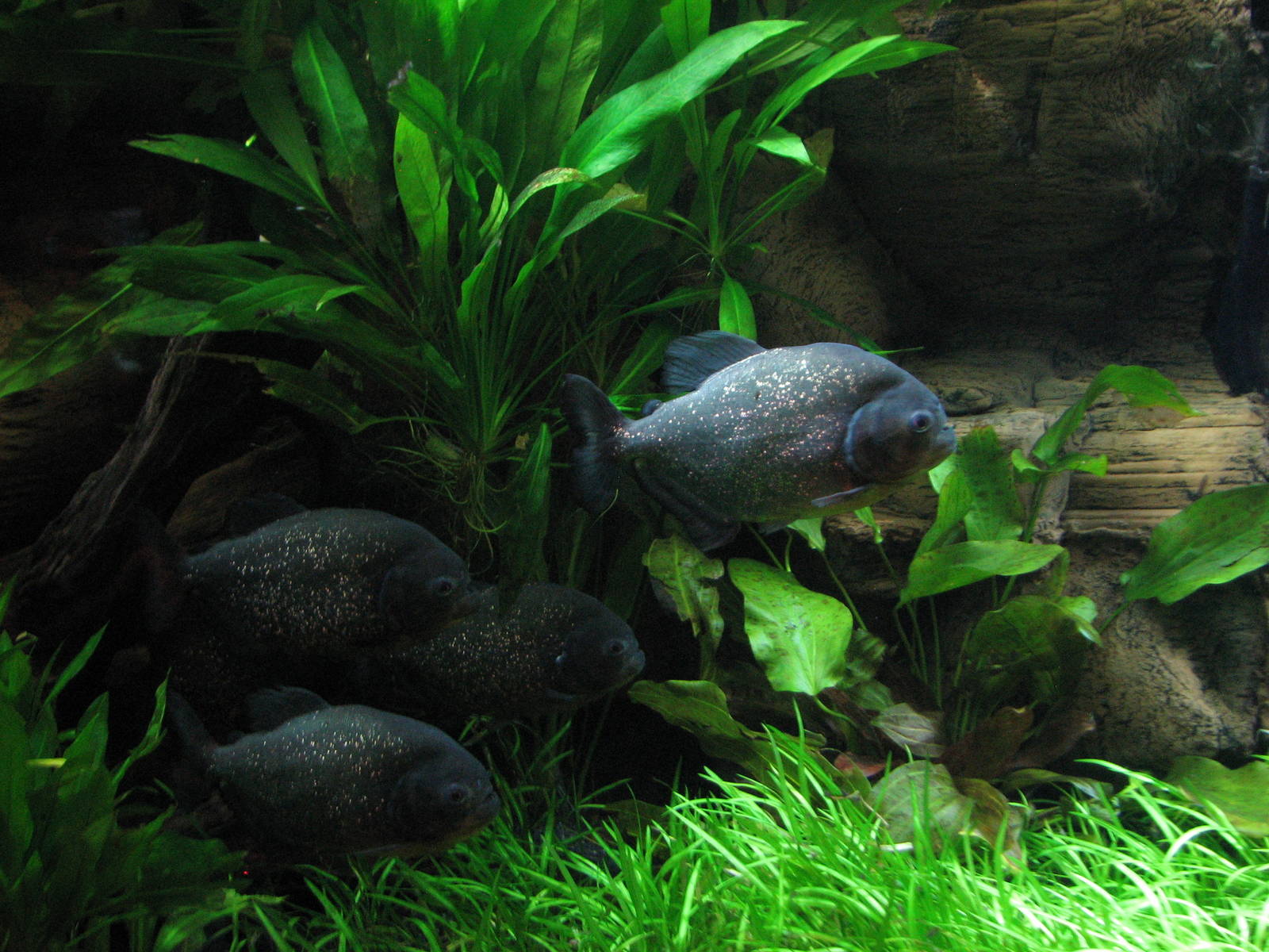 Journey to South America - Red-bellied Pirahna