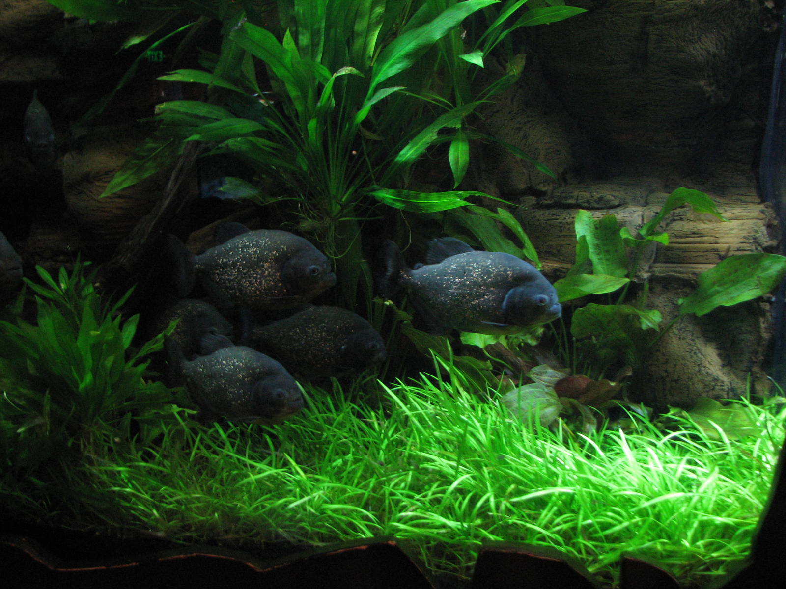 Journey to South America - Red-bellied Pirahna