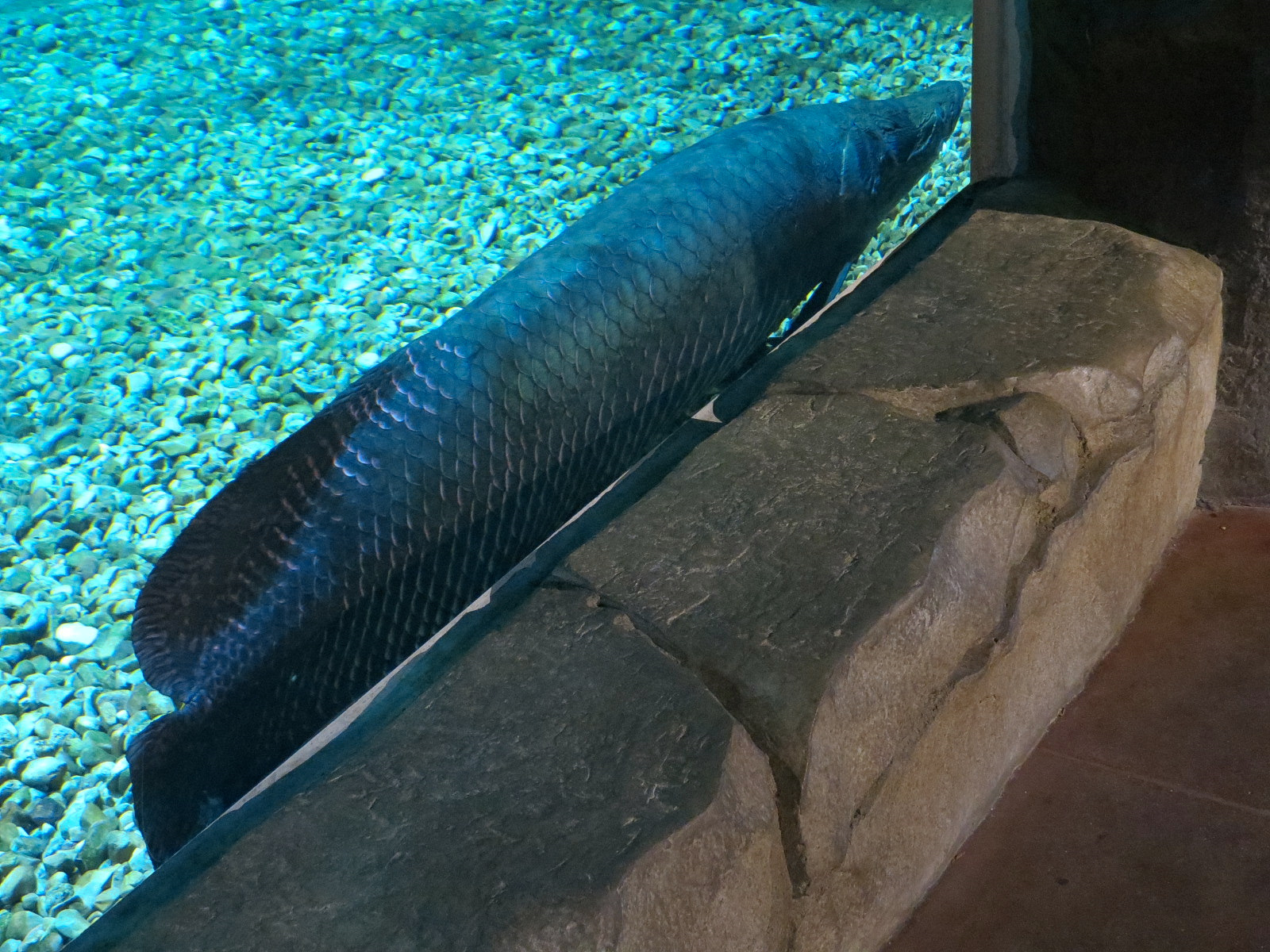 Journey To South America - River Giants Exhibit - Arapaima