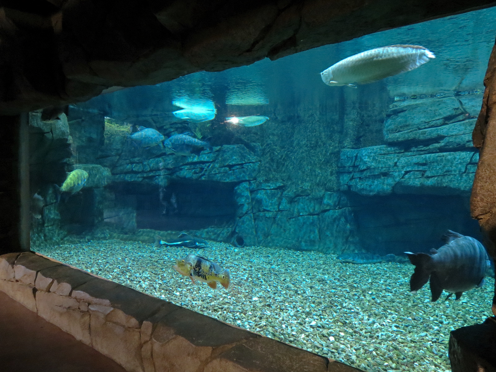 Journey To South America - River Giants Exhibit