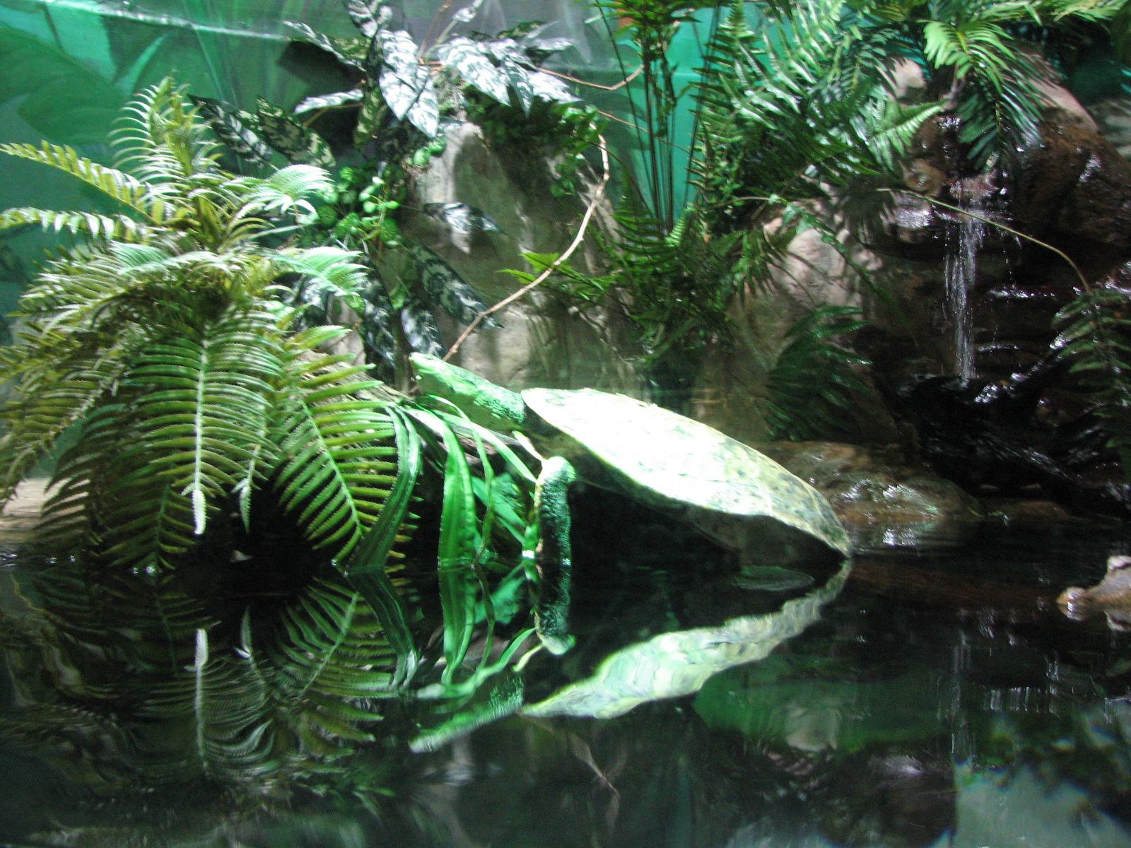 Journey to South America - Sideneck Turtle