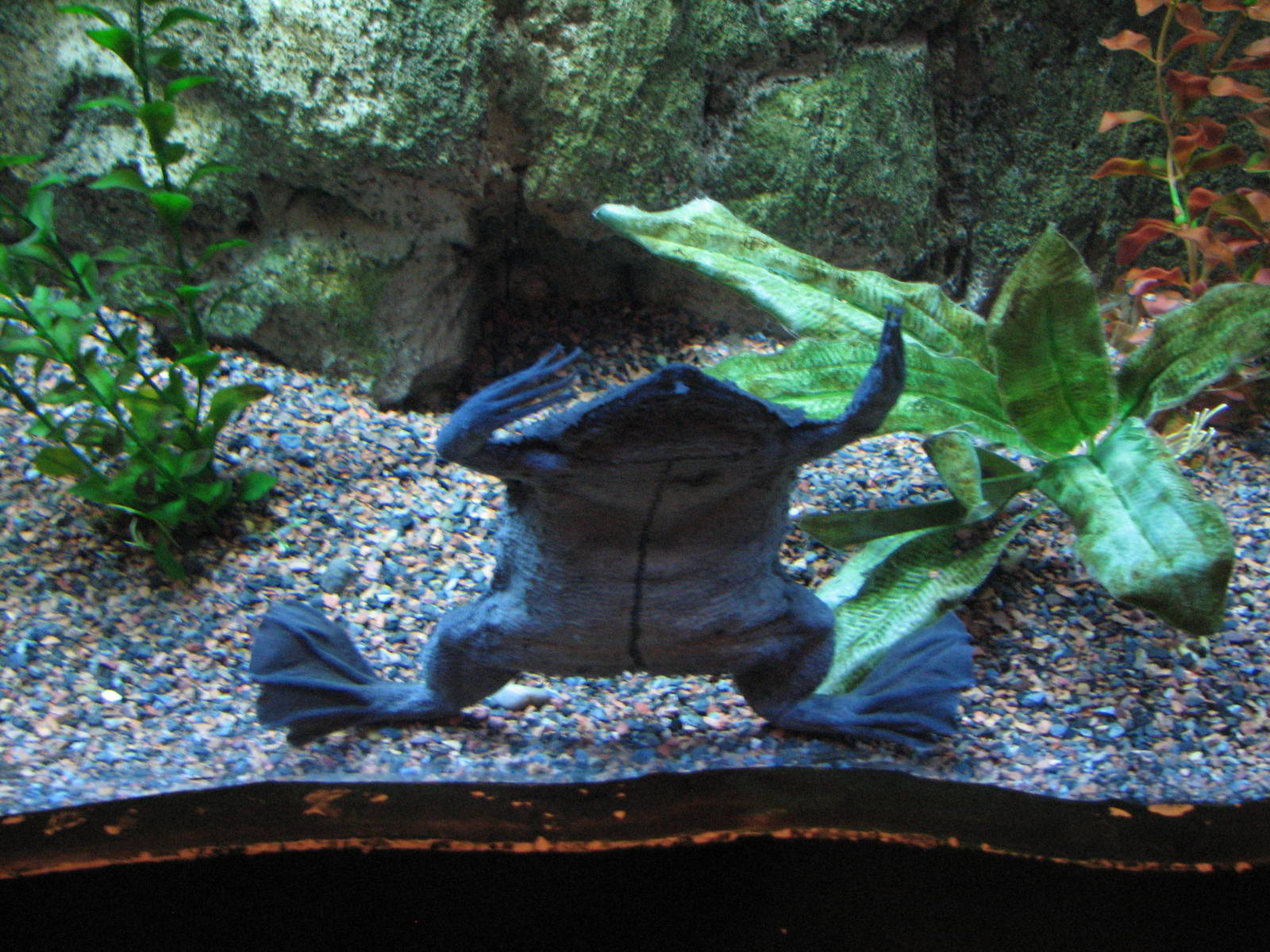 Journey to South America - Suriname Toad