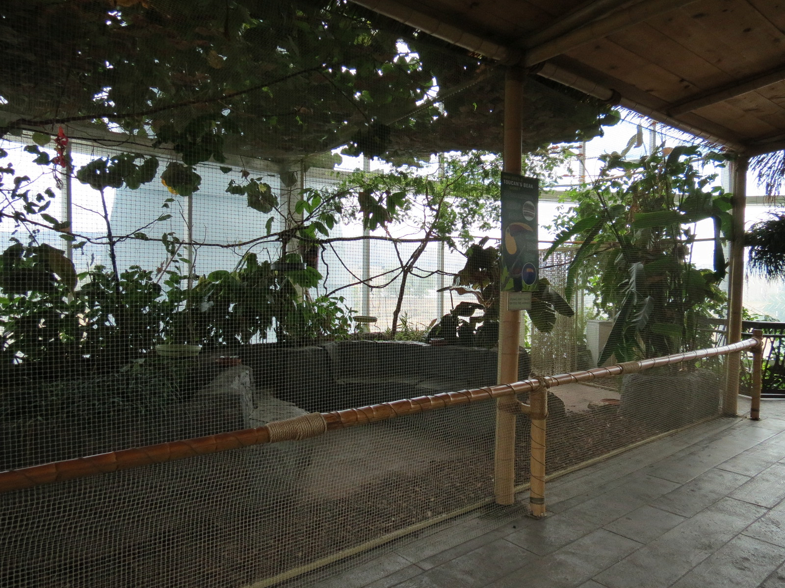 Journey To South America - Swainsons Toucan and Tortoise Exhibit