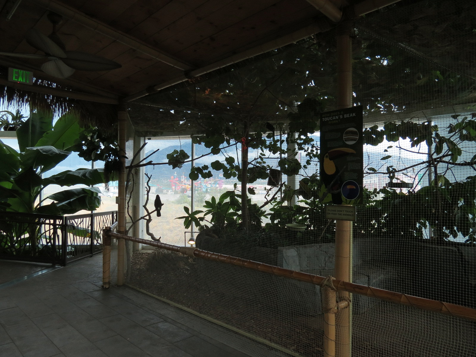 Journey To South America - Swainsons Toucan and Tortoise Exhibit