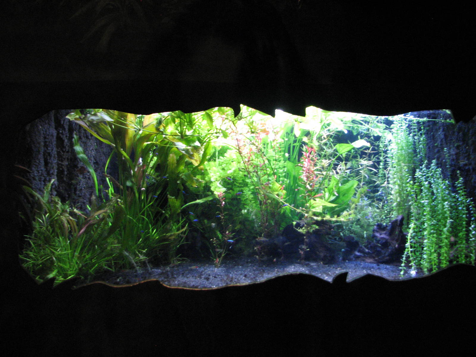 Journey to South America - Tetras and Discus Exhibit