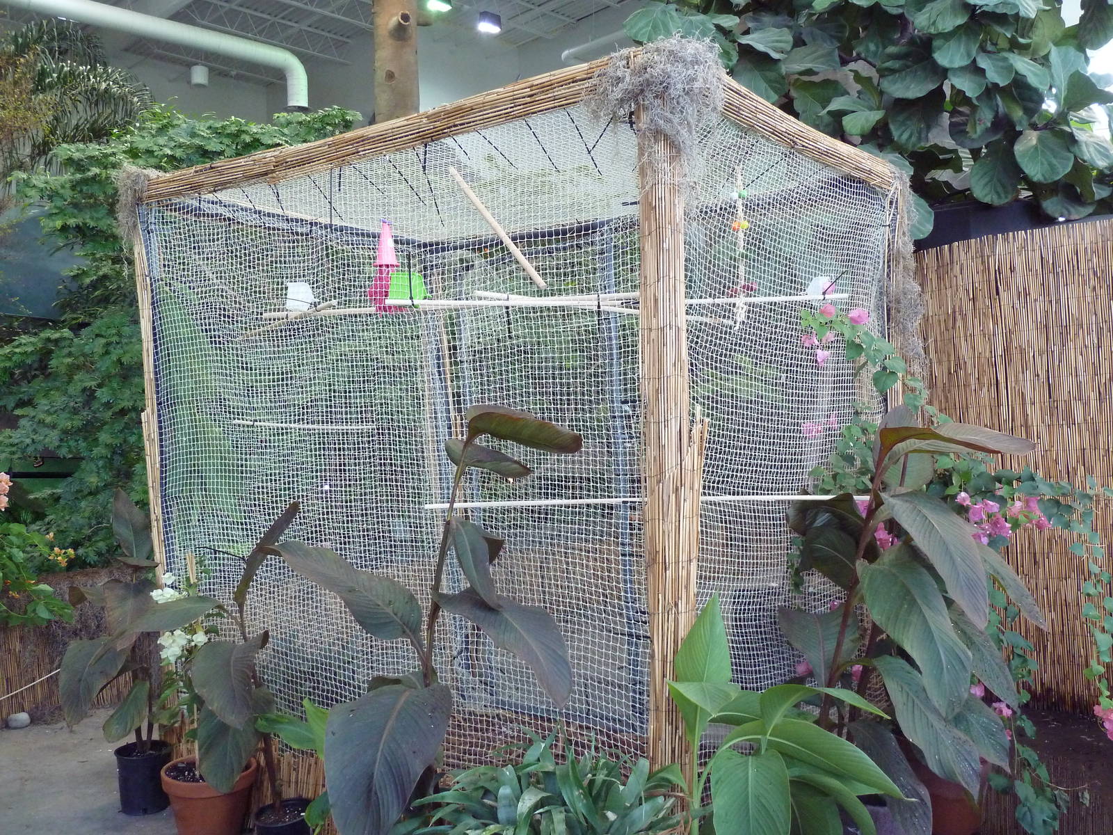 Journey to South America - Toucan Aviary