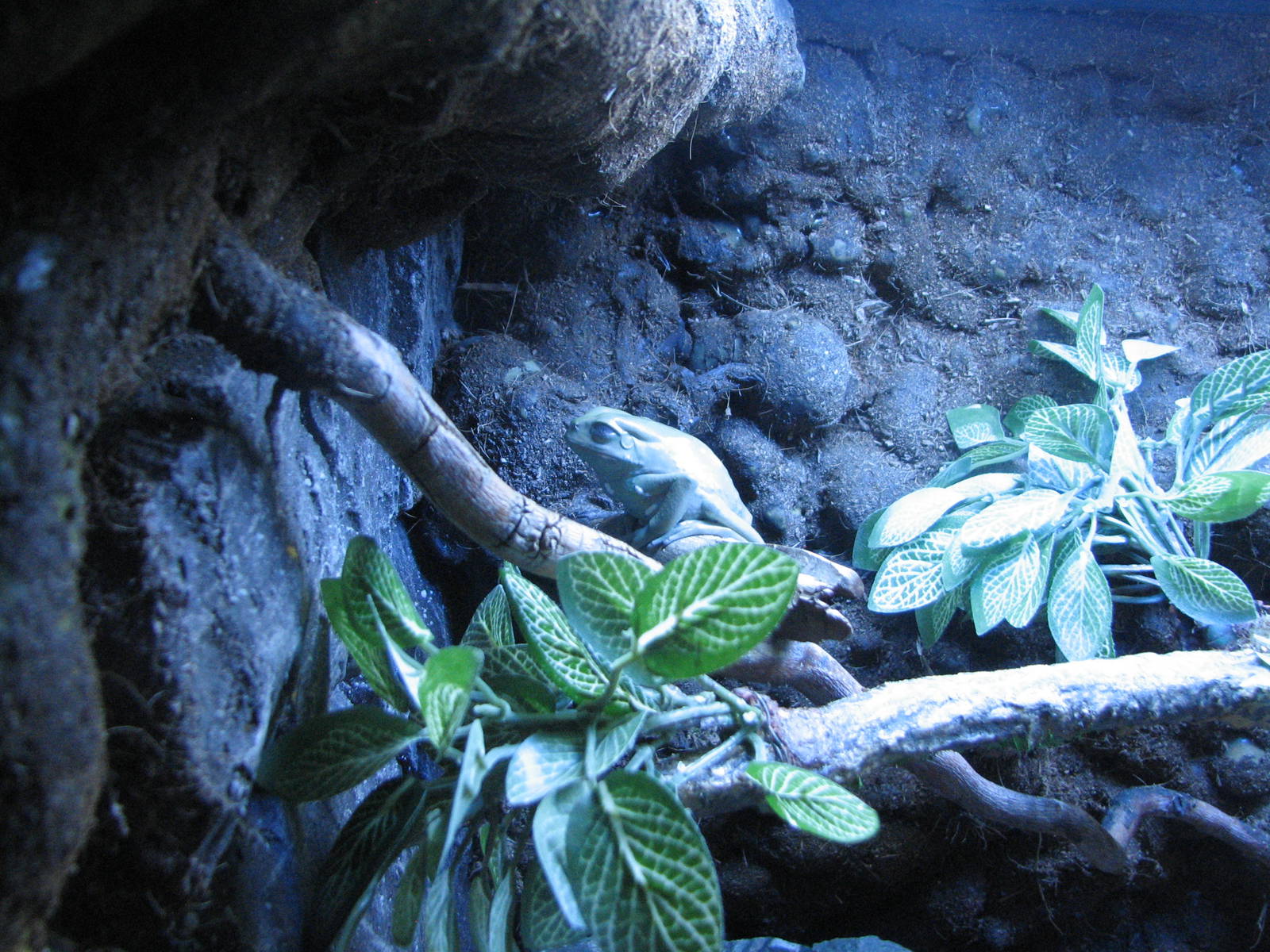 Journey to South America - Waxy Monkey Frog