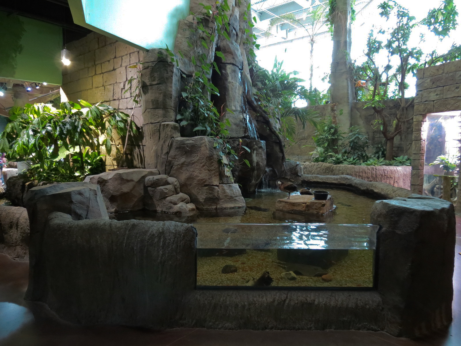 Journey To South America - White-faced Whistling Duck and Fish Exhibit