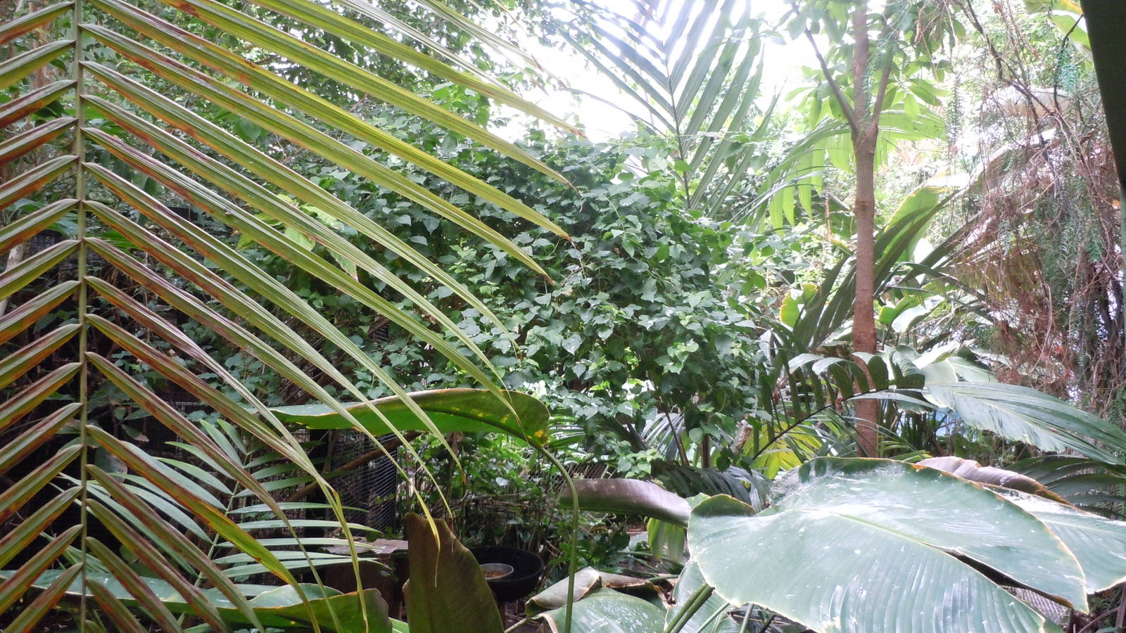 Journey to the Rainforest Exhibit-free flight bird area.