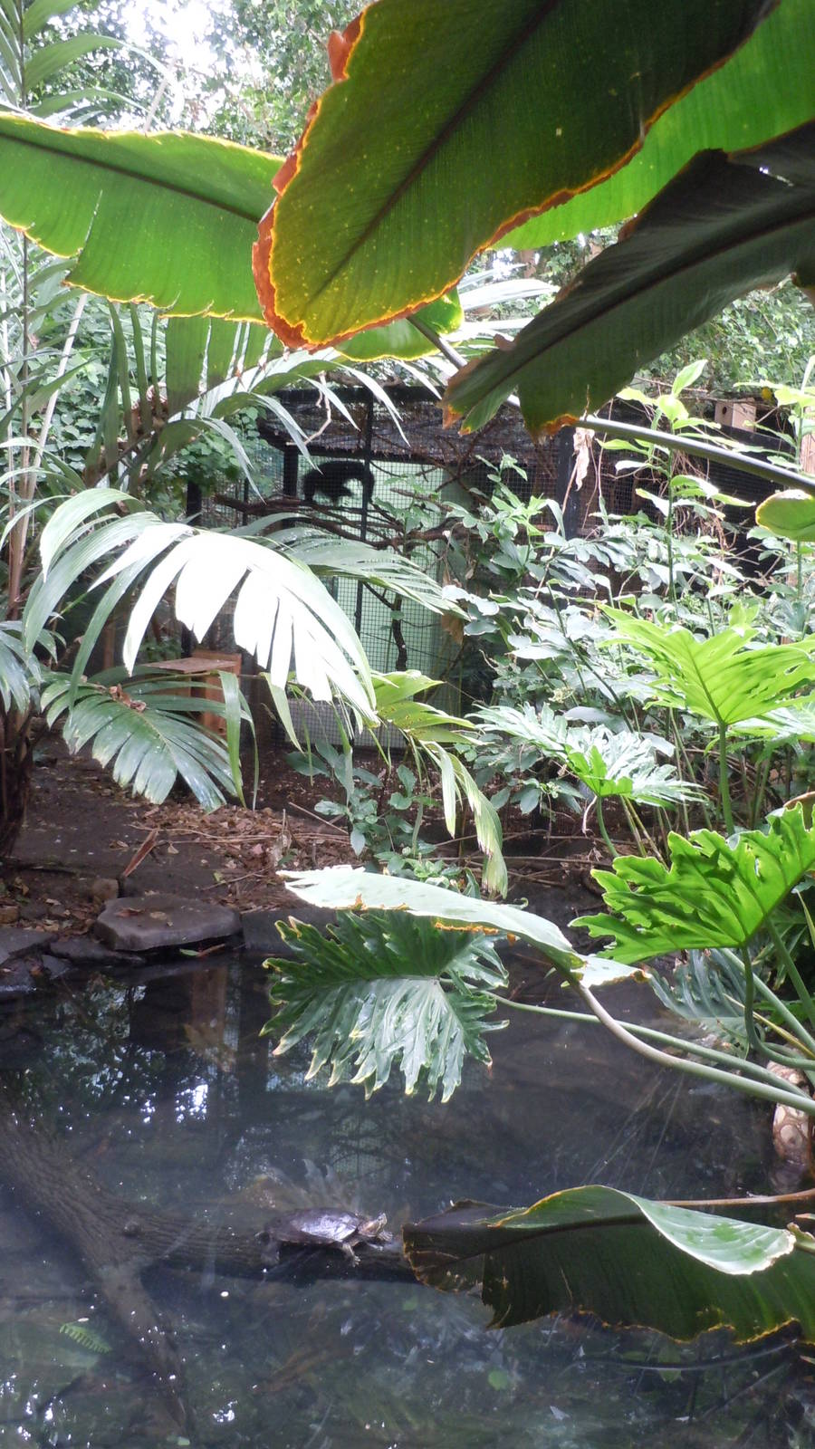 Journey to the Rainforest