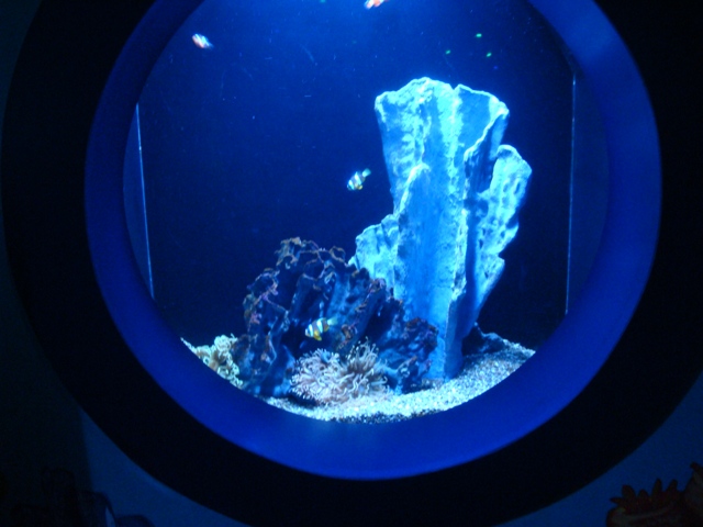 Journey to the Reef -Anemonefish Exhibit