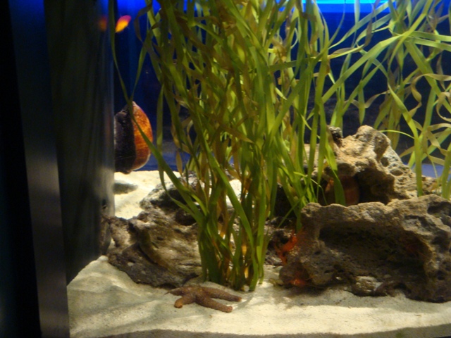 Journey to the Reef - Caribbean Seagrass Community Exhibit