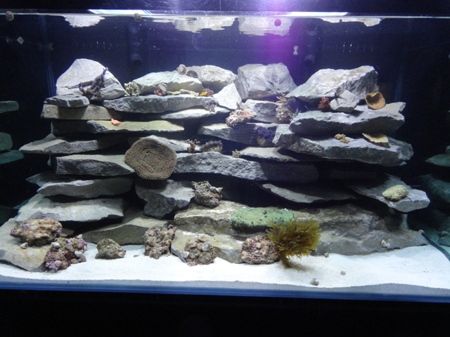 Journey to the Reef - Coral Culture Tank in Coral Lab