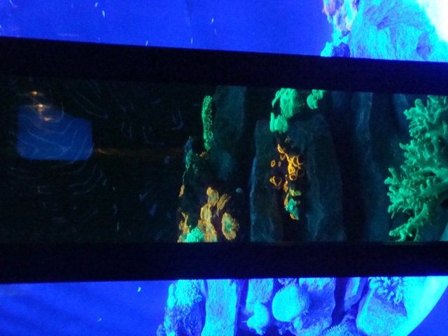 Journey to the Reef - Coral Fluorescence Exhibit