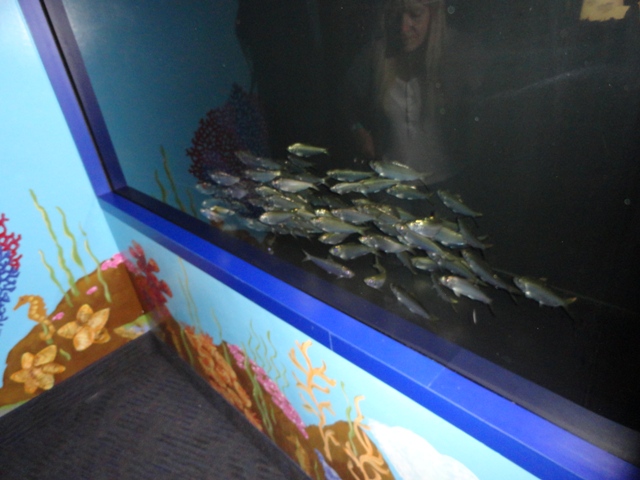 Journey to the Reef - False Pilchards