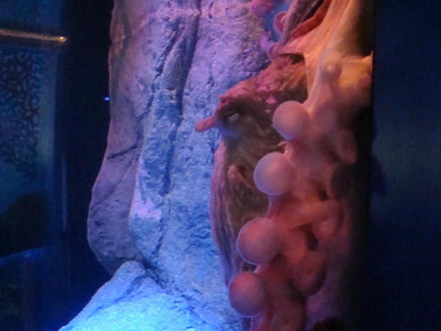 Journey to the Reef - Giant Pacific Octopus Exhibit