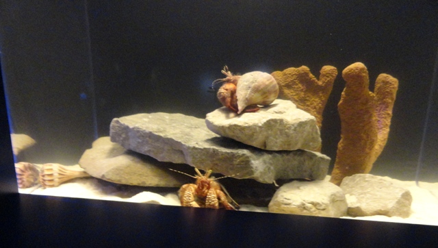 Journey to the Reef - Hermit Crab Exhibit