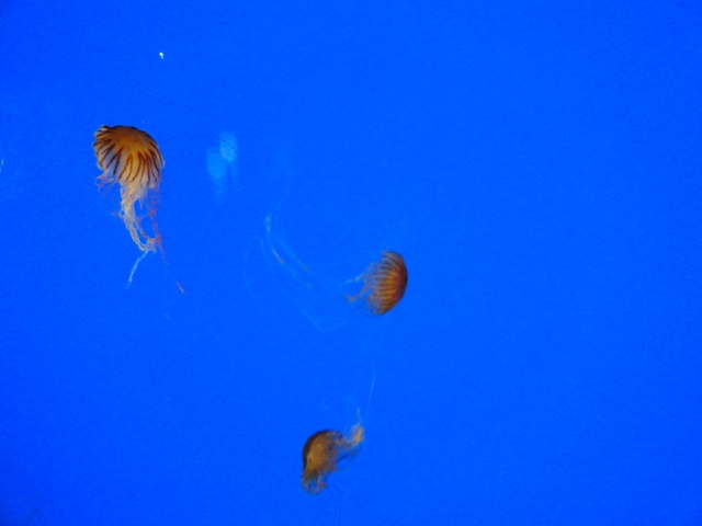 Journey to the Reef - Japanese Sea Nettle Exhibit