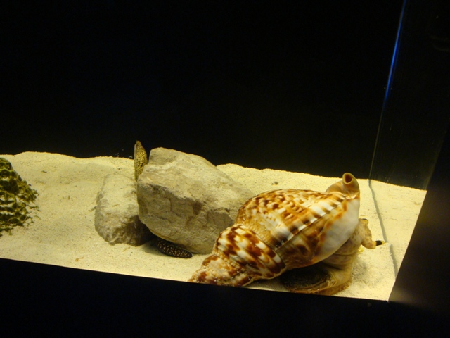 Journey to the Reef - Large Gastropod Exhibit